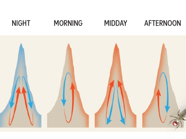 circulating termite hill microbiome