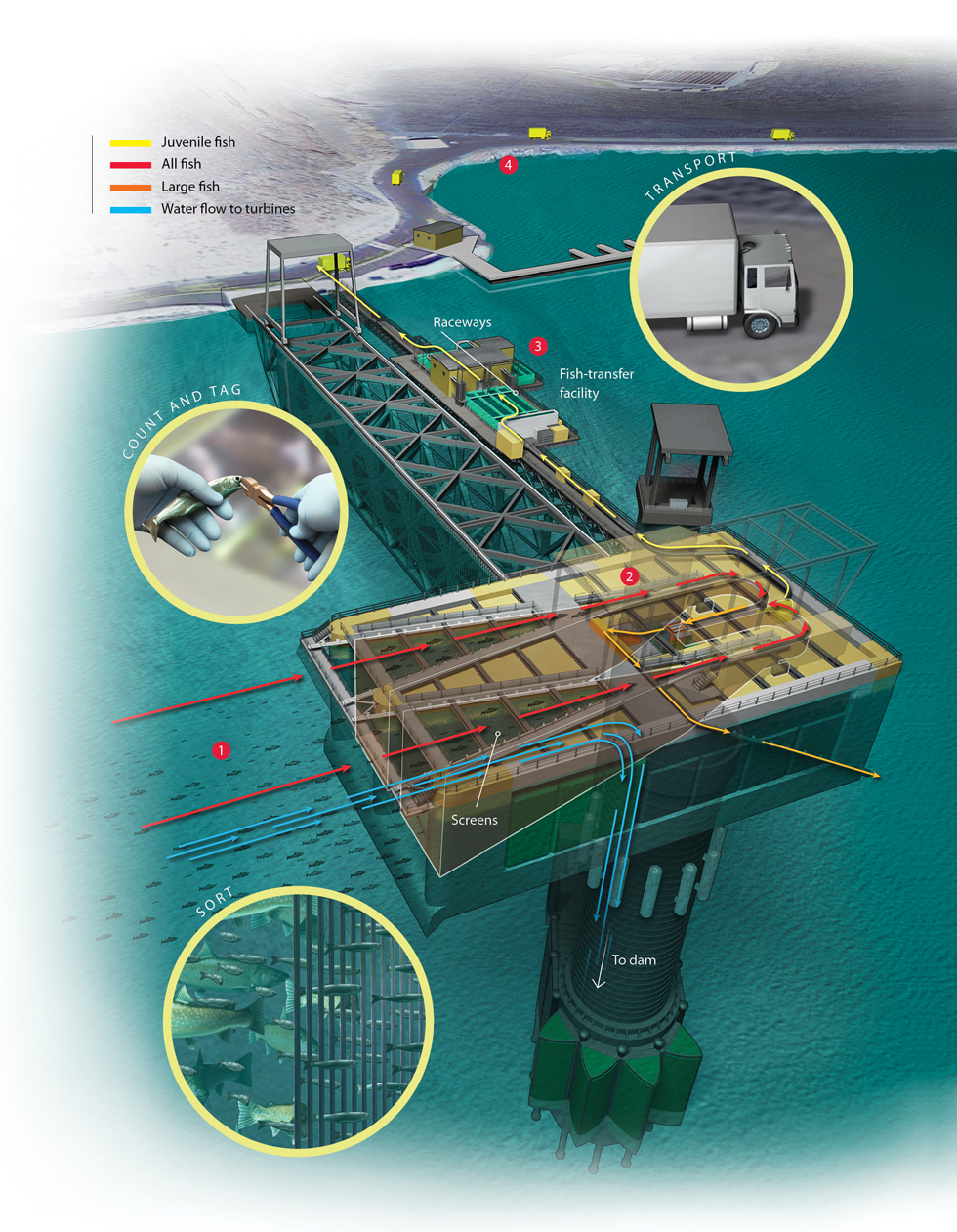 how-it-works illustration of a Salmon Transporter