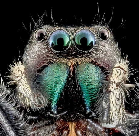 Big Pic: Check Out This Jumping Spider’s Death Stare