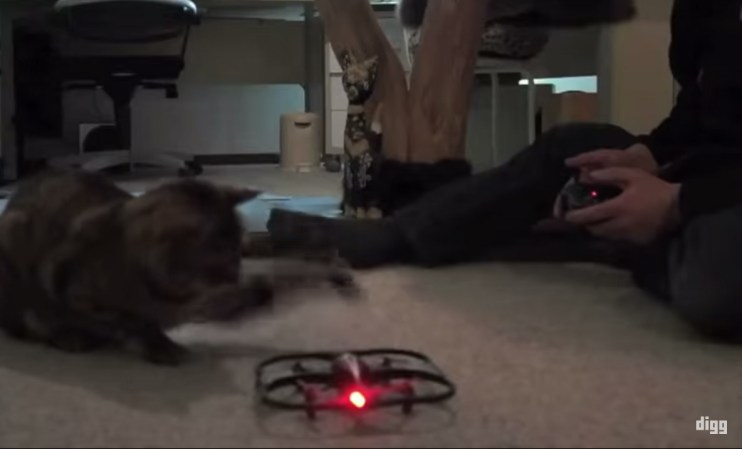 Video: Why Do All These Animals Hate Drones?