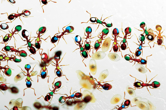 Color-Coded Ants Reveal their Efficiency