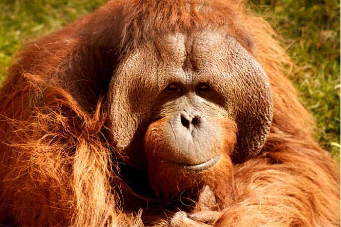 Orangutans Announce Their Travel Plans A Day In Advance