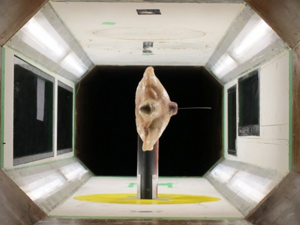 Big Pic: A Sea Turtle In A Wind Tunnel