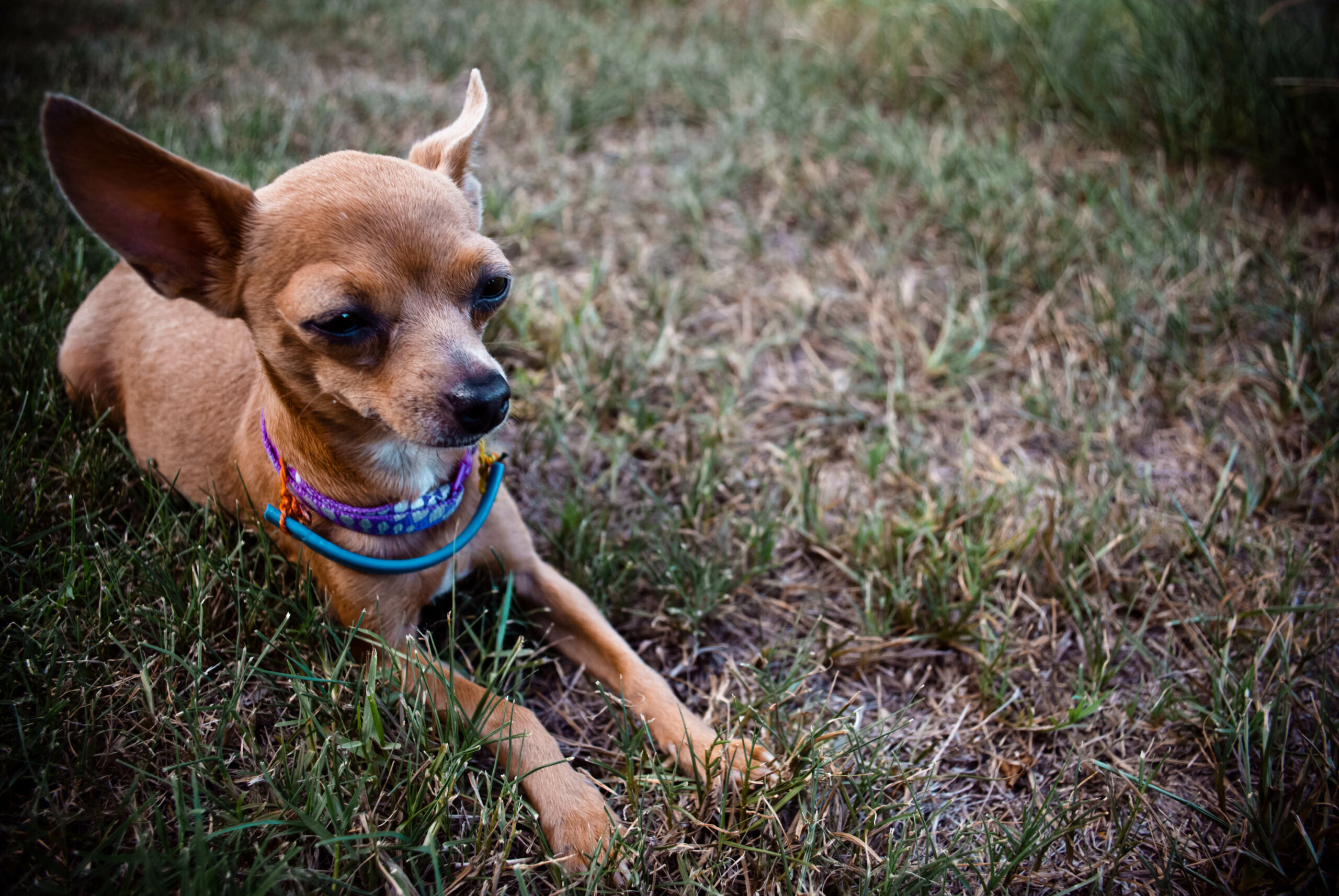 chihuahua with flea and tick collar