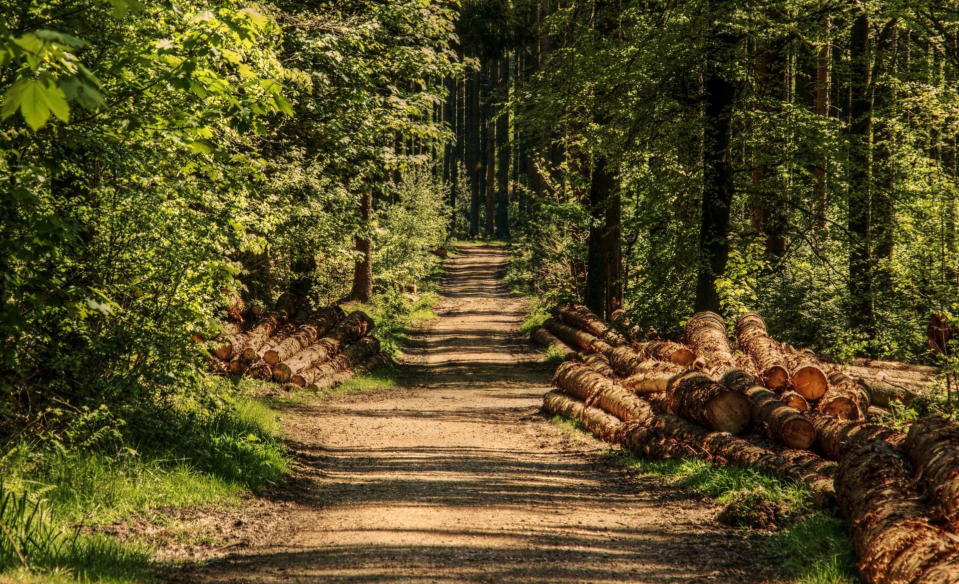 a wooded path