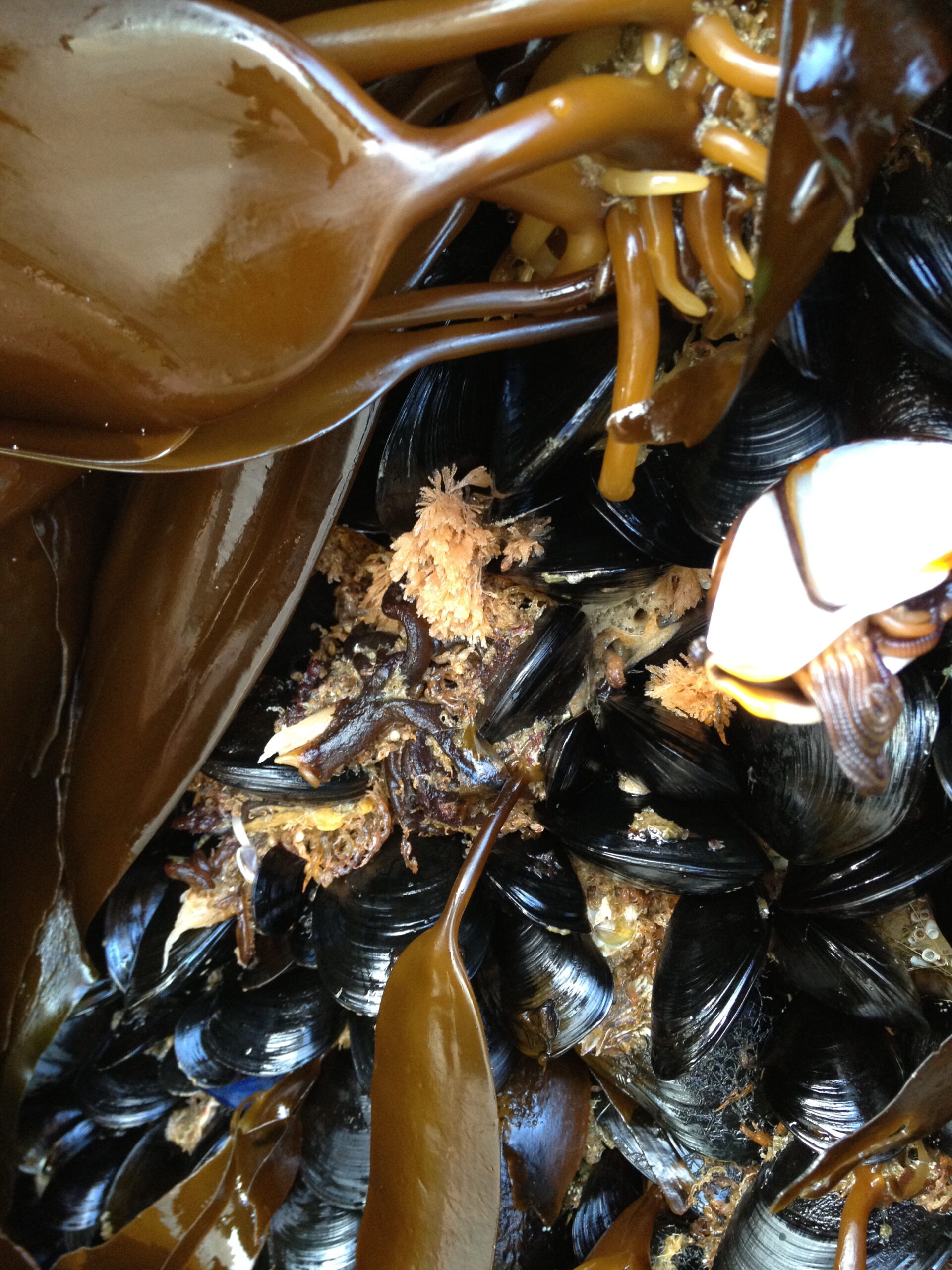 Sea life on the debris.