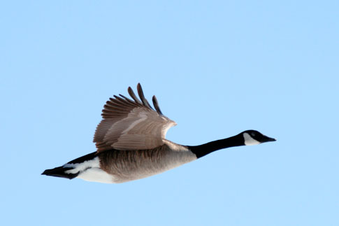 Is There Really No Way to Keep a Goose Out of a Jet Engine?