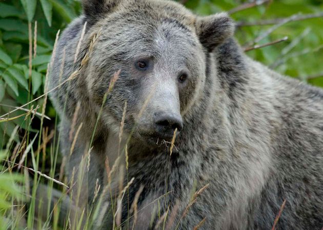 Grizzly Bear Survival: Yet Another Reason Not To Shoot Yellowstone Wolves