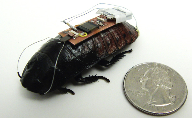 Video: Cyborg Cockroach Scurries Along a Precise, Curved Path