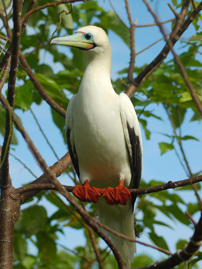 Red-footed booby