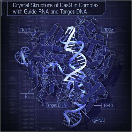 CRISPR