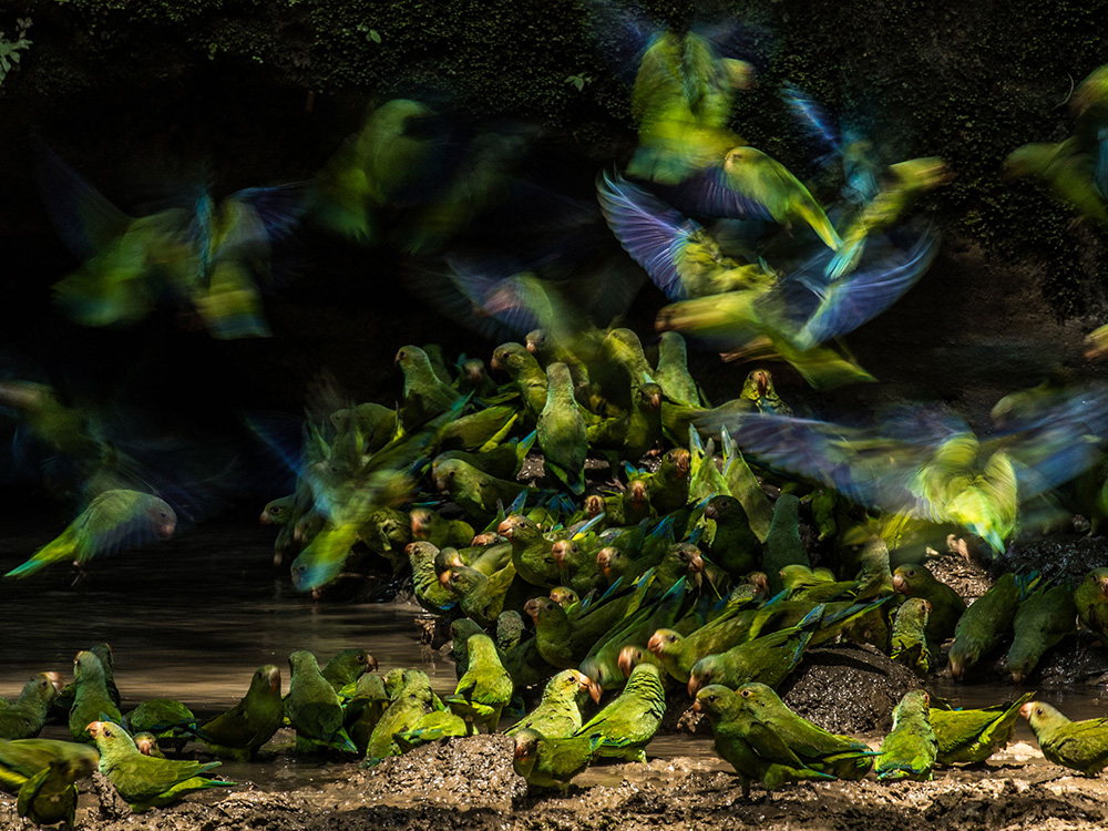 Cobalt-winged Parakeets