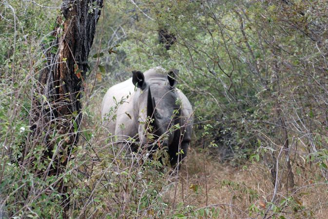 Design An Anti-Poaching Drone And Win $25,000