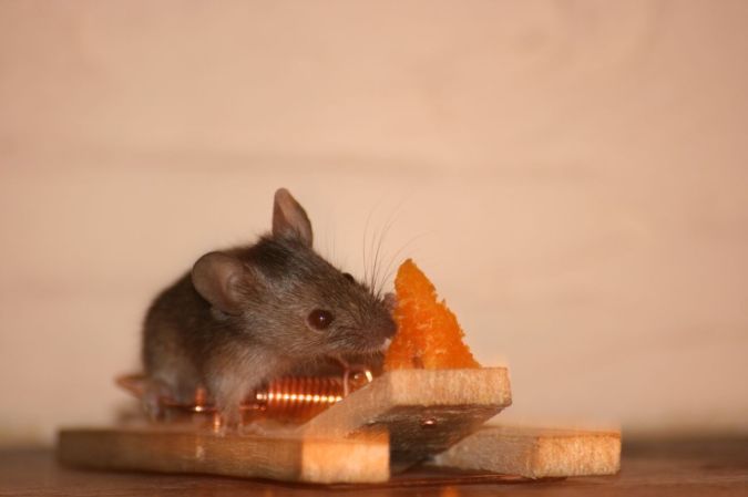 Do Mice Really Adore Cheese?