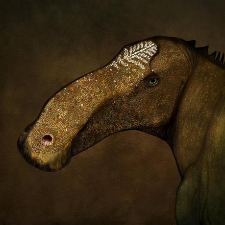 Probrachylophosaurus bergei