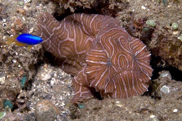 New Flat-Faced Fish Sighted Off Indonesia