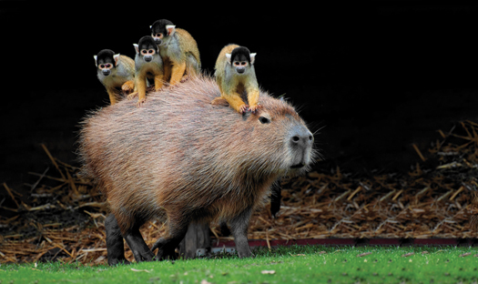 Megapixels: Monkeys Take A Ride On The World’s Largest Rodent