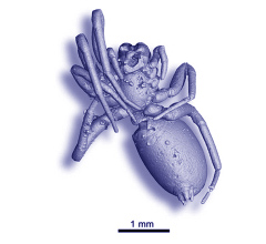 High-Energy Physics Probes Ancient Fossils