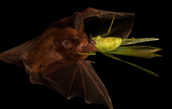 How Bats Can Help Scientists Design Better Robots