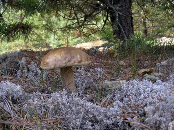 German Boars Are Too Radioactive To Eat