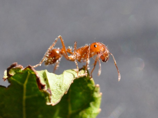 What Rescue Robots Can Learn From Fire Ants
