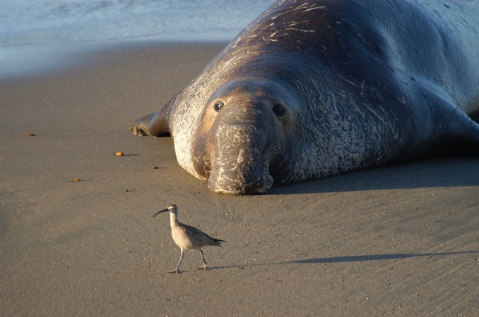 Elephant seals hate fights as much as you do—rhythm is their best defense