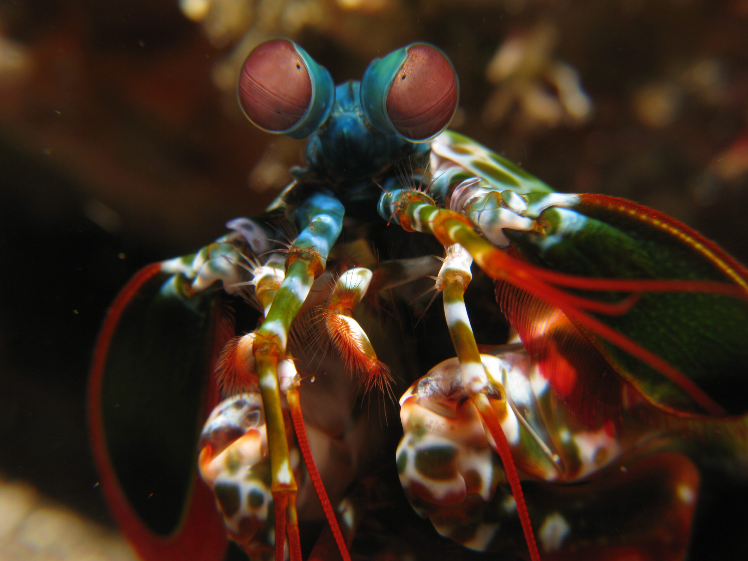 mantis shrimp