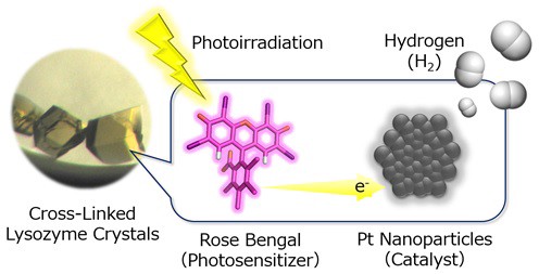 Researchers used lysozyme, found in egg whites, to extract hydrogen from water.