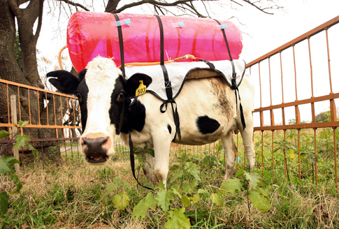 Winged Robots Will Live In Cows’ Stomachs To Monitor Their Methane Burps