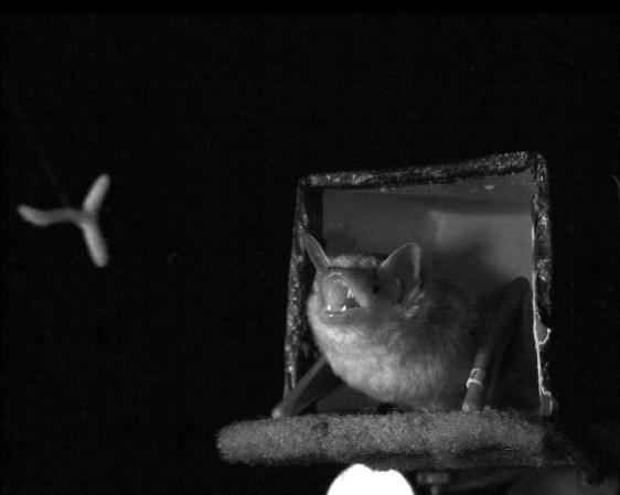 To Track A Meal, Bats Waggle Their Heads And Ears