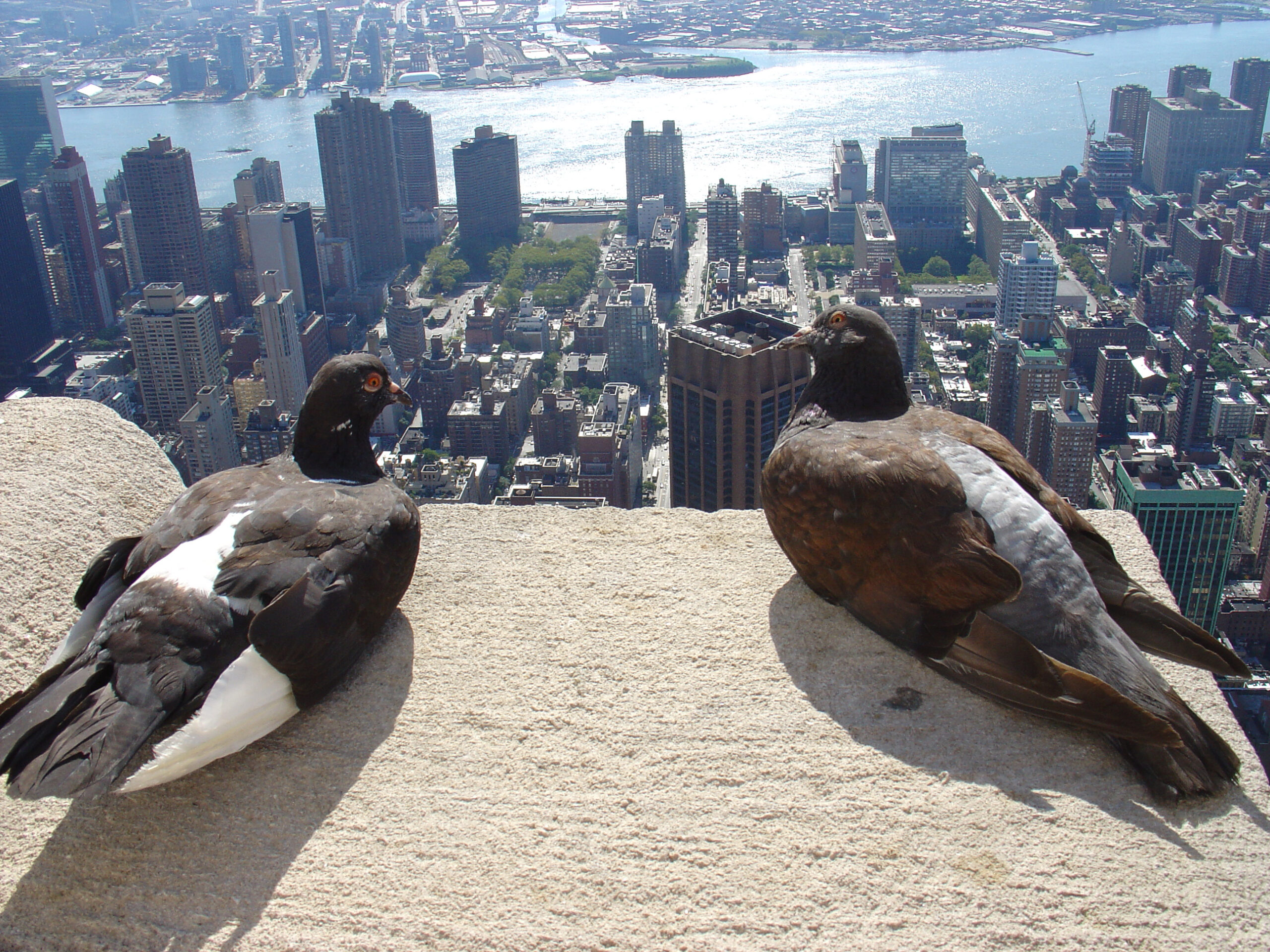 pigeons sit on a roof