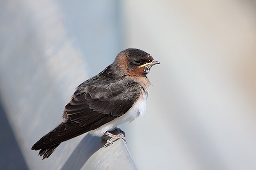 Are Birds Evolving To Not Get Hit By Cars?