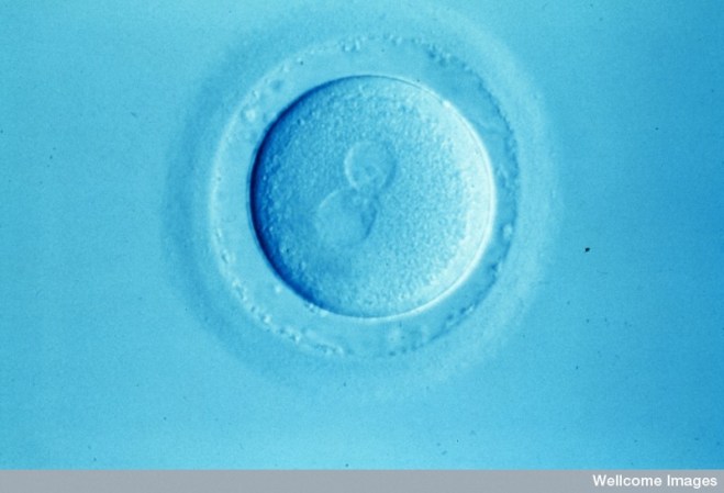 Human Eggs Grown in the Lab Could Produce Unlimited Supply of Humans