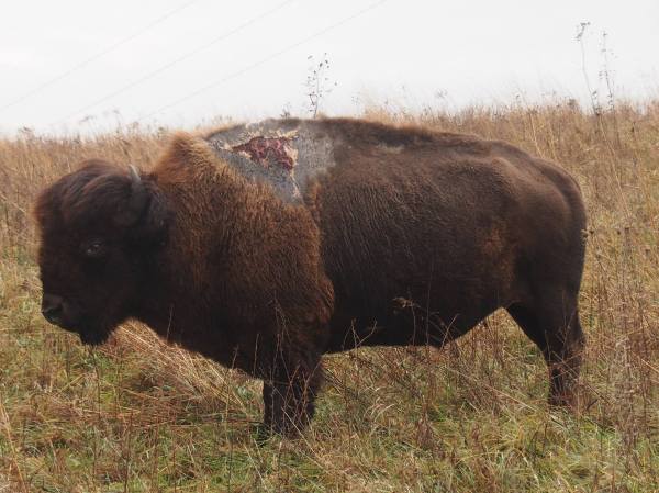 Bison Struck By Lightning Is Doing Fine, Looks Like A Zombie