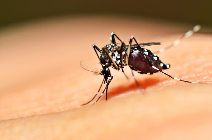 a mosquito on human skin