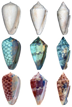 Black Light Shows The True Colors Of Ancient Seashells