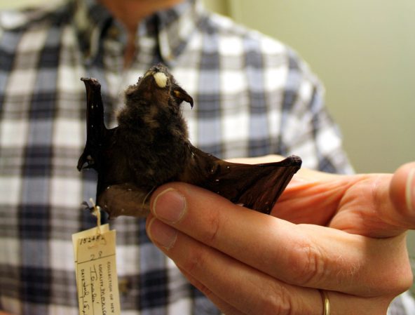 How One Little Yellow-Shouldered Bat Became Seven Different Species