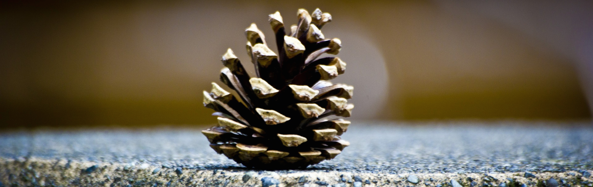 Pinecones have natural heating and cooling mechanisms.