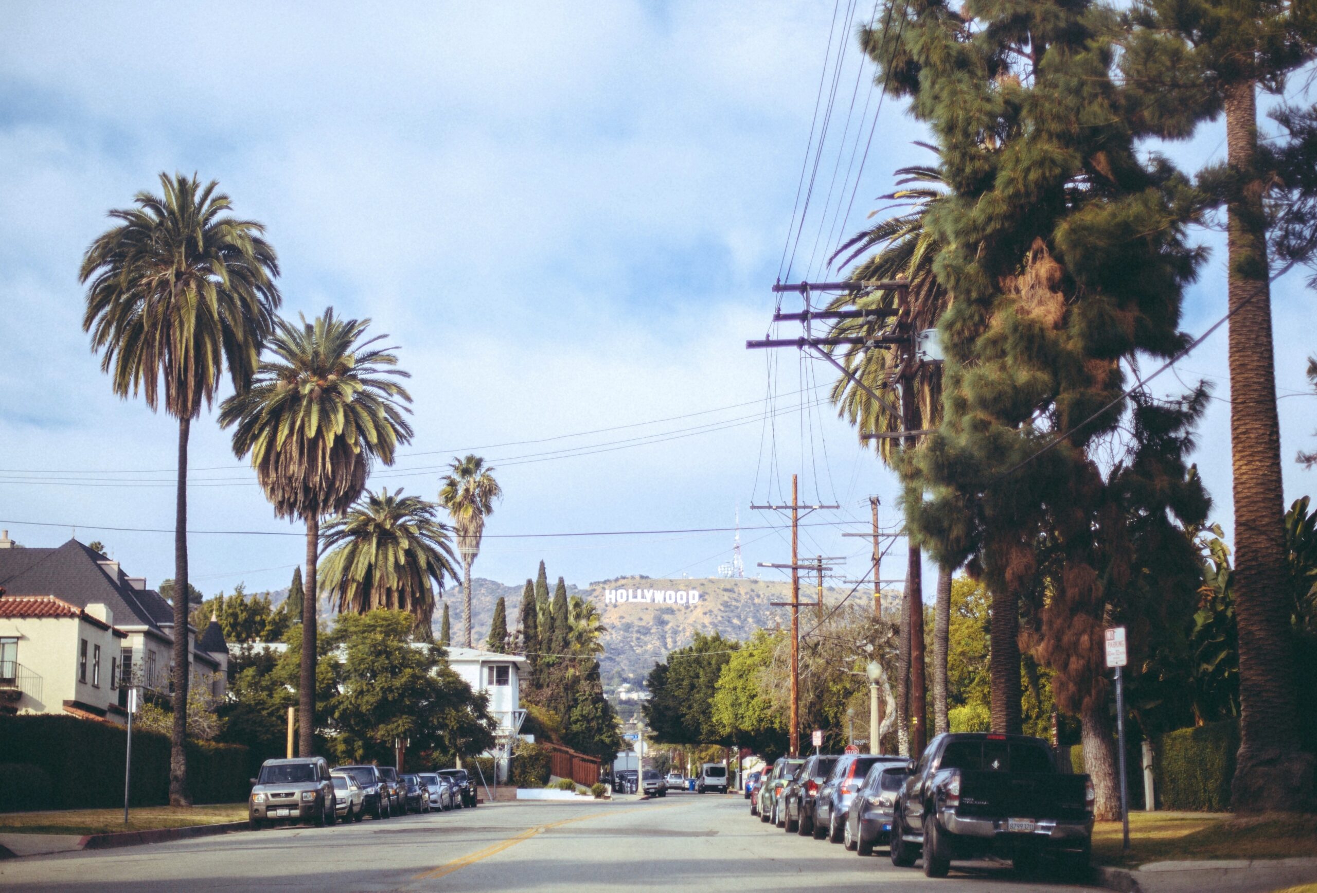 Trees in Los Angeles