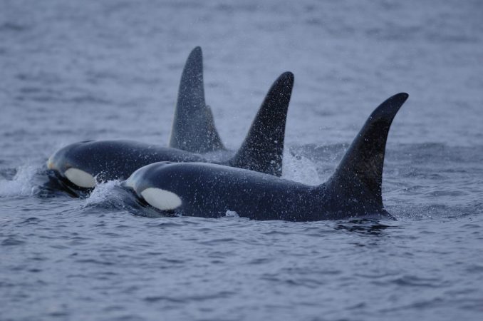 California Bans Captivity, Breeding Of Orcas