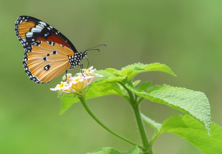 Monarch Butterfly