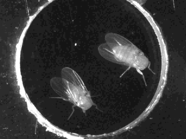 TED Talk: Laser Control of Headless Fruit Flies Uncovers Secrets of the Mind