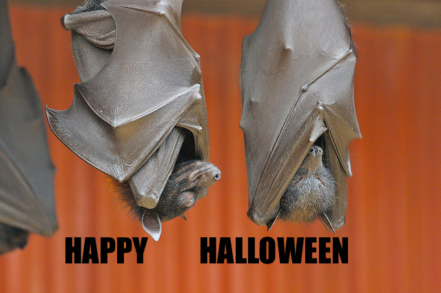 Halloween Bats