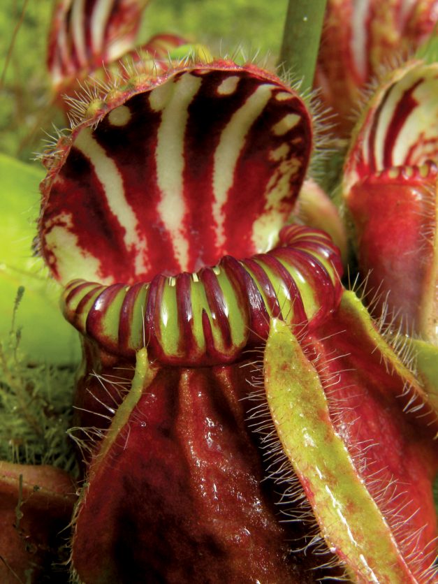 The Violent Beauty Of Carnivorous Plants