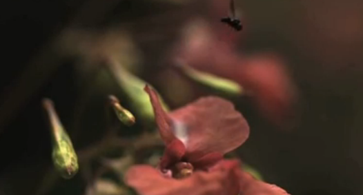 Video: How Flies Somersault to Safety Just Before You Swat Them