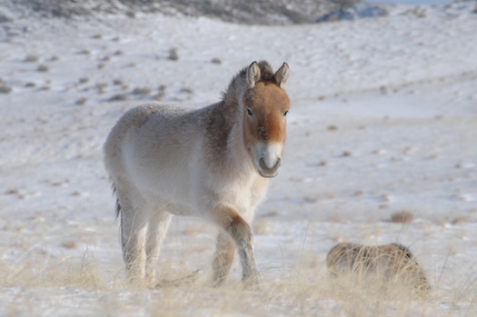 Przewalski's Horse