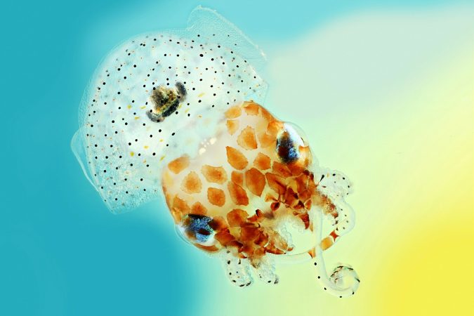 Hawaiian bobtail squid