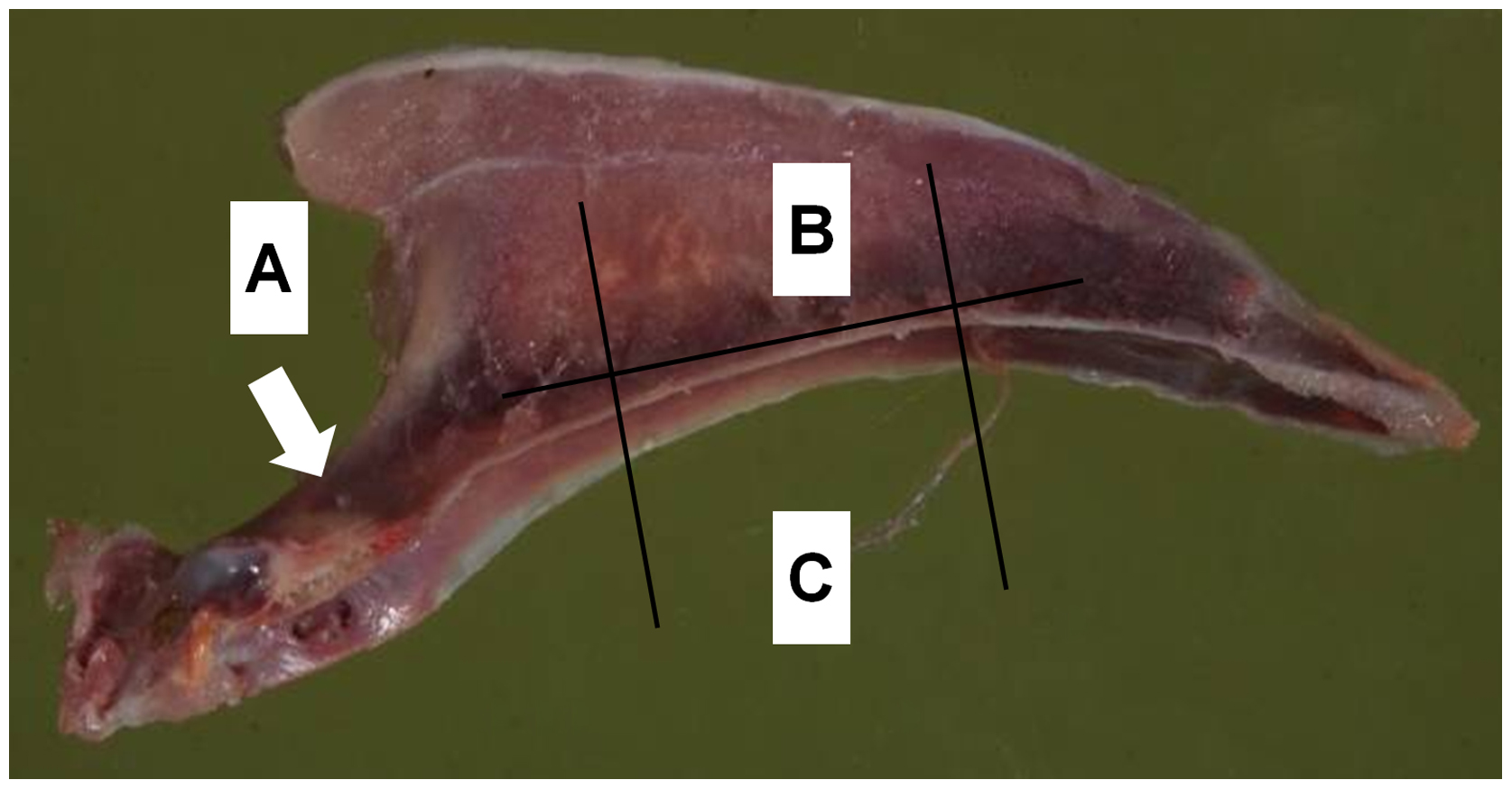 keel bone