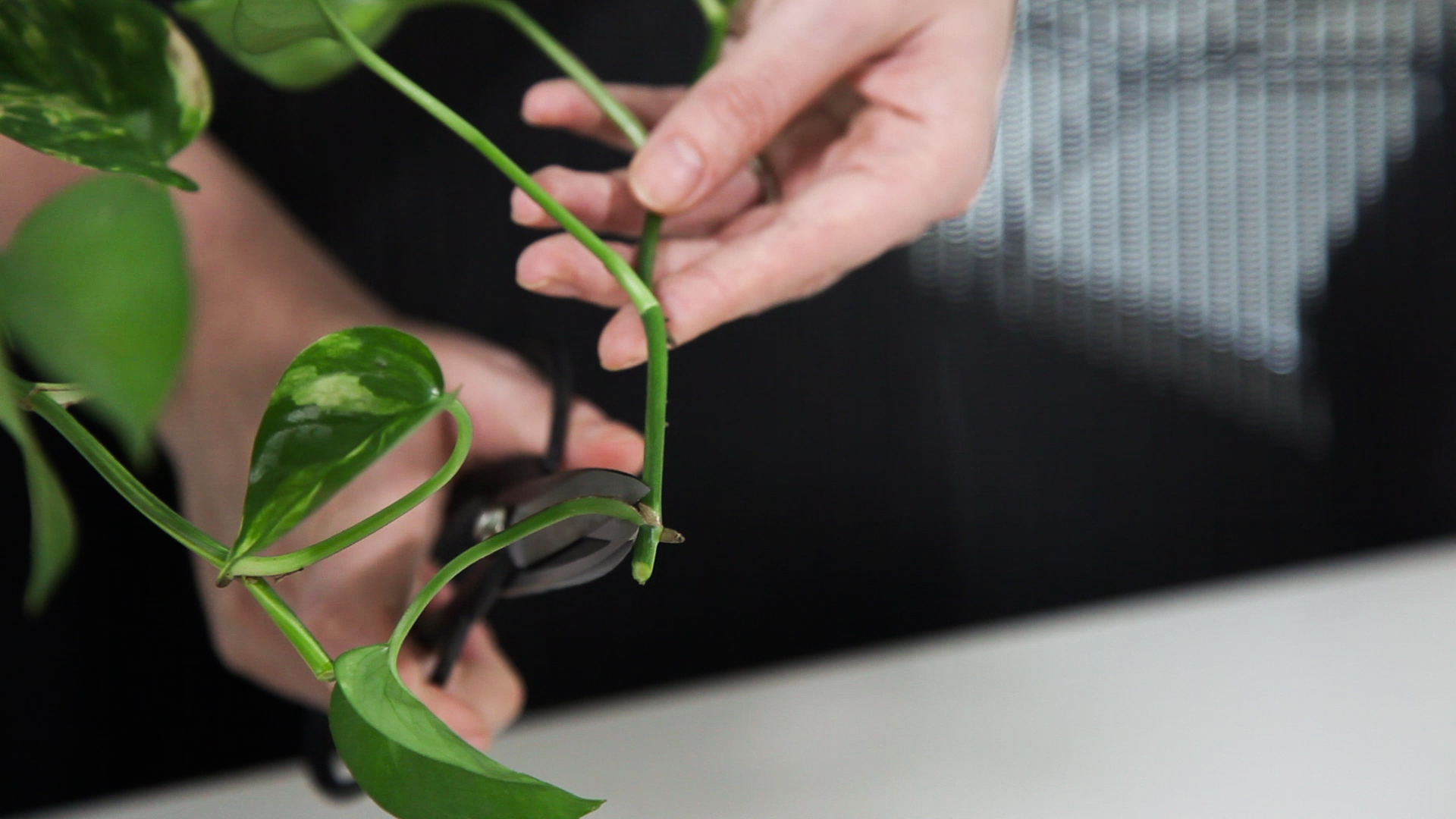 Trimming leaves.