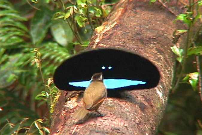 male superb bird of paradise